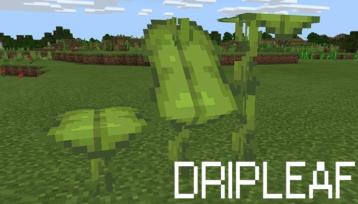 dripLeef