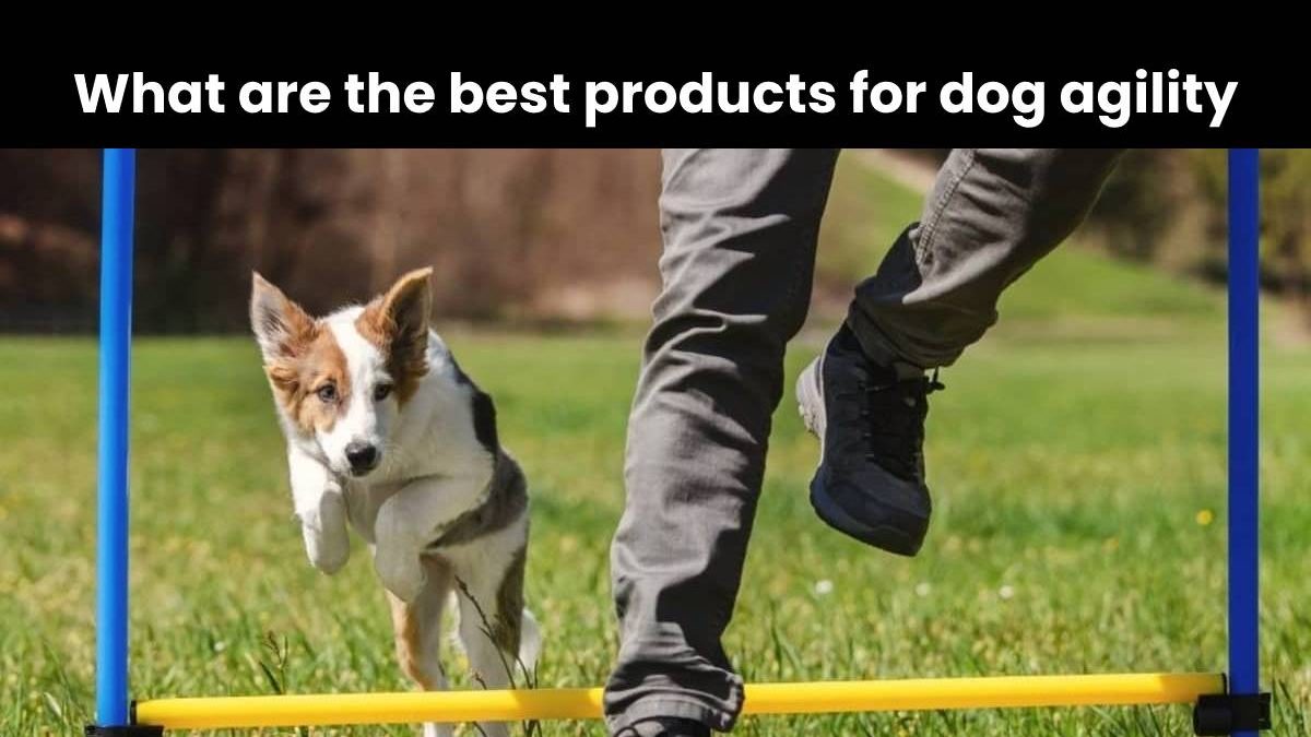 What are the best products for dog agility
