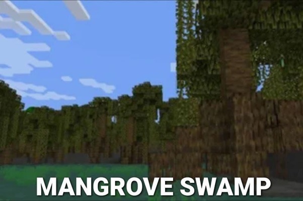 mangrove swamp