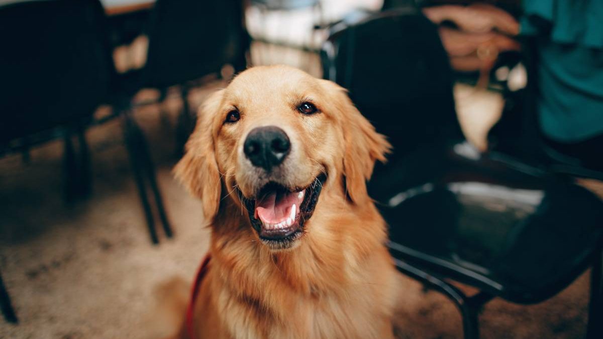 True Cost of Having a Senior Dog [2025]