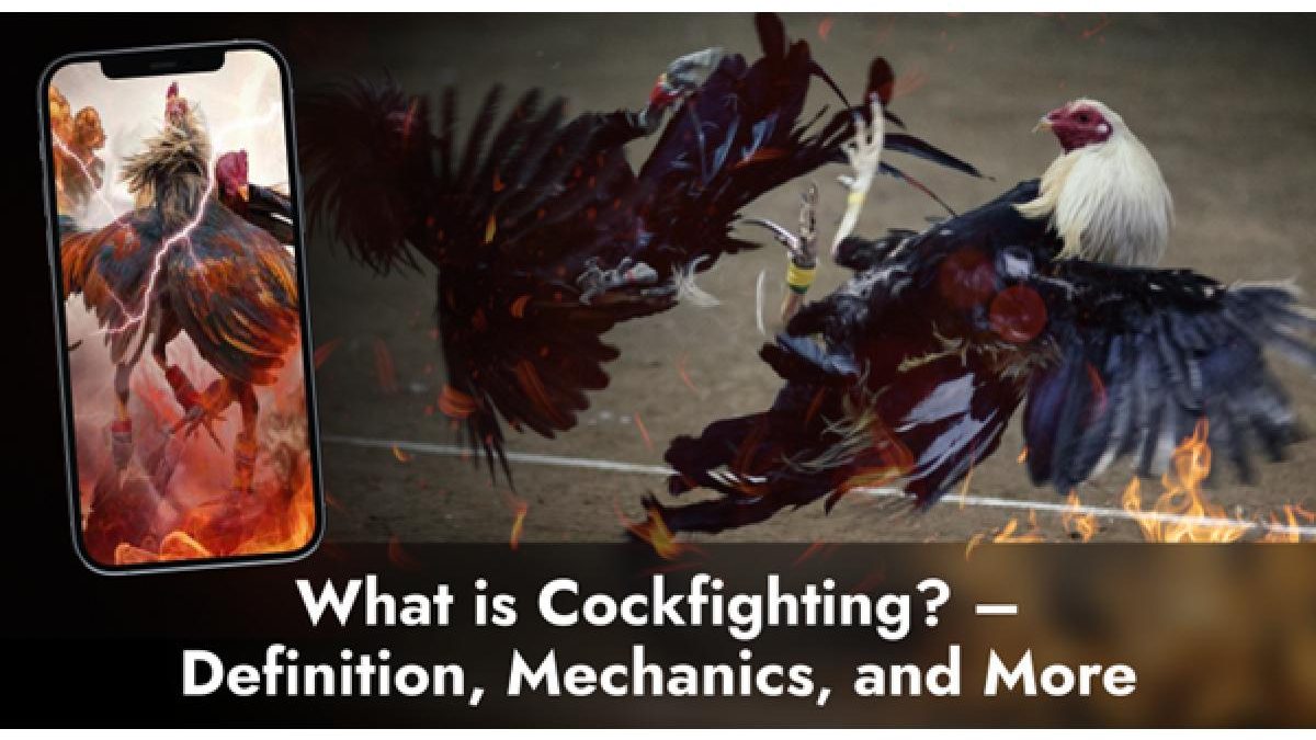 What is Cockfighting? – Definition, Mechanics, and More