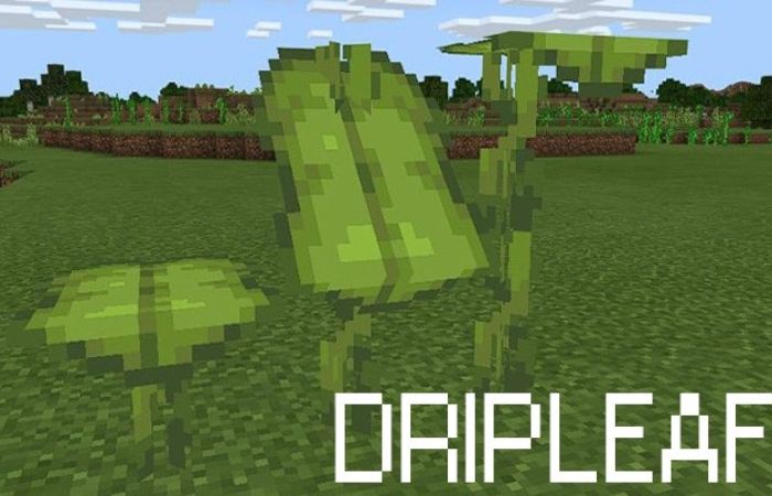 Drip leaf