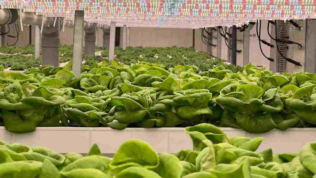 Which Lighting Tech Best Suites Vertical Farming?