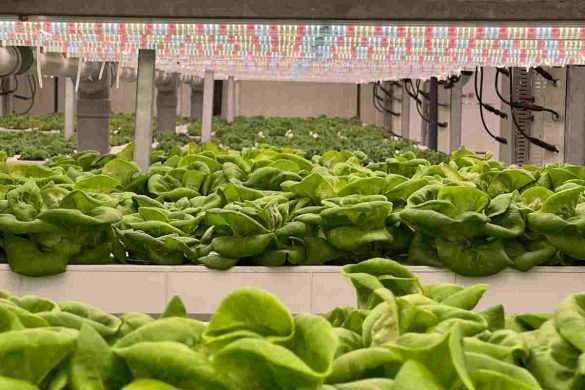 Lighting Tech Best Suites Vertical Farming