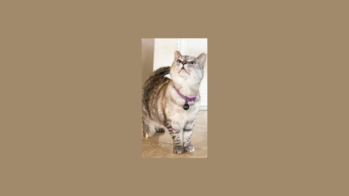 Meet Nala Cat: The Instagram Star with a Ton of To – Tymoff