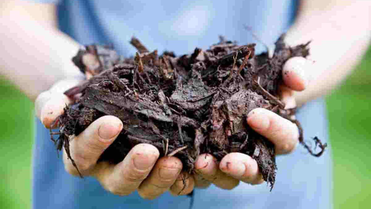 Finding the Best Mulch Near Me: Walmart & Local Options