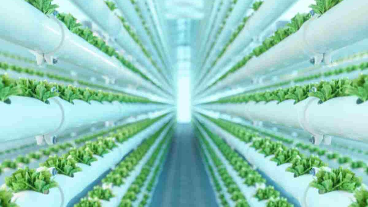Which Lighting Tech Best Suites Vertical Farming?