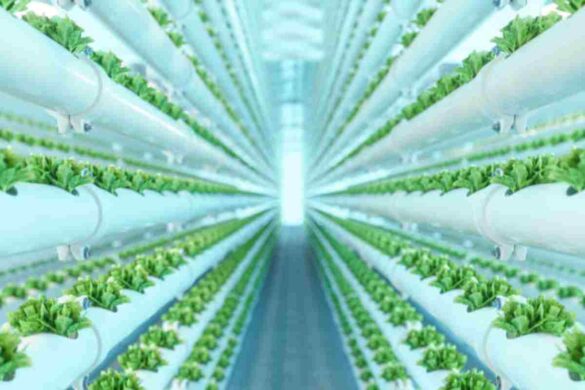 Vertical Farming